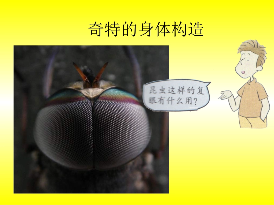 2放大镜下的昆虫世界_第3页