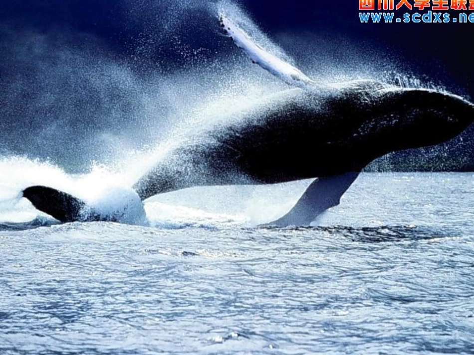 9《鲸》3课时_第2页