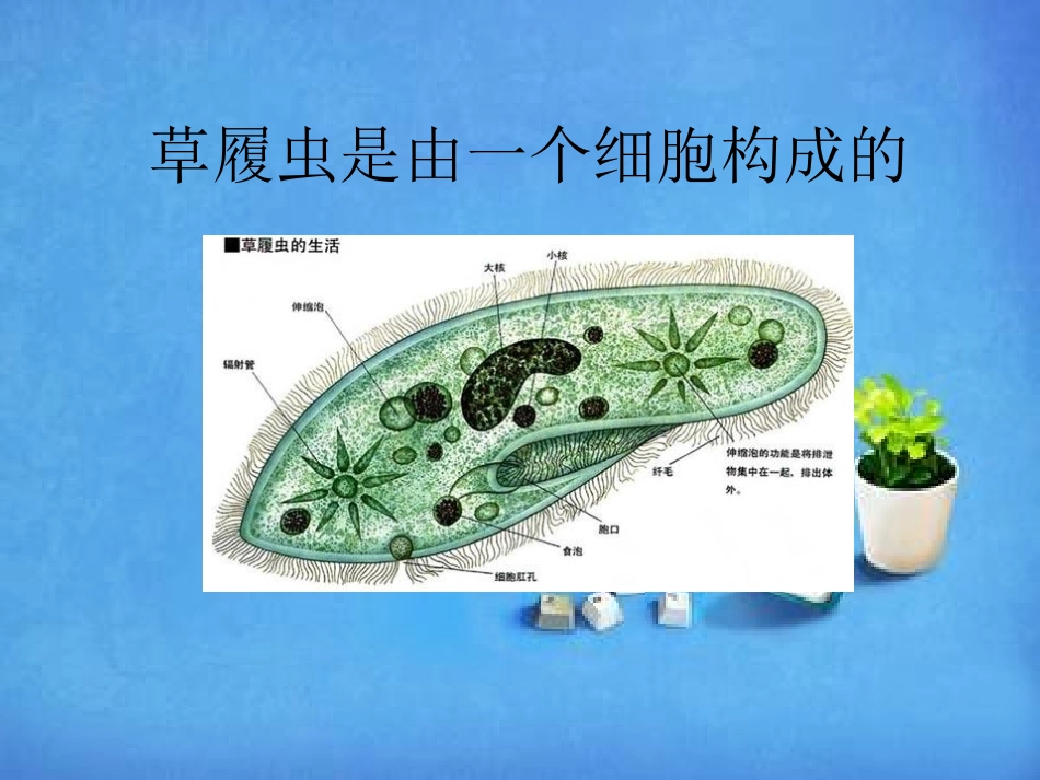 青岛版小学科学六年级下册课件《细胞》PPT课件_第3页