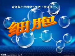 青岛版小学科学六年级下册课件《细胞》PPT课件