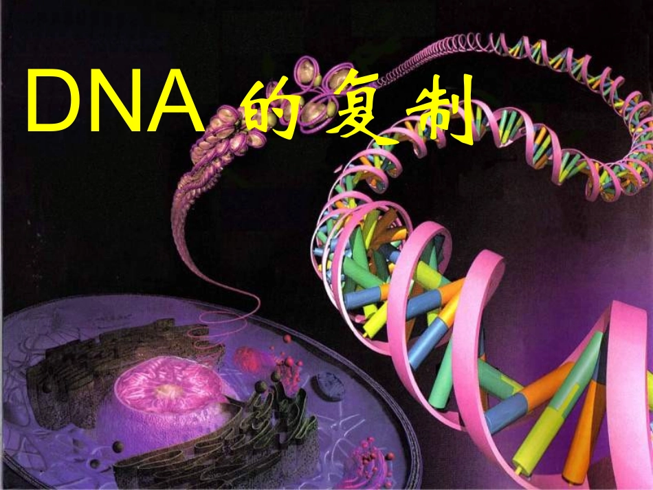 DNA的复制_第1页