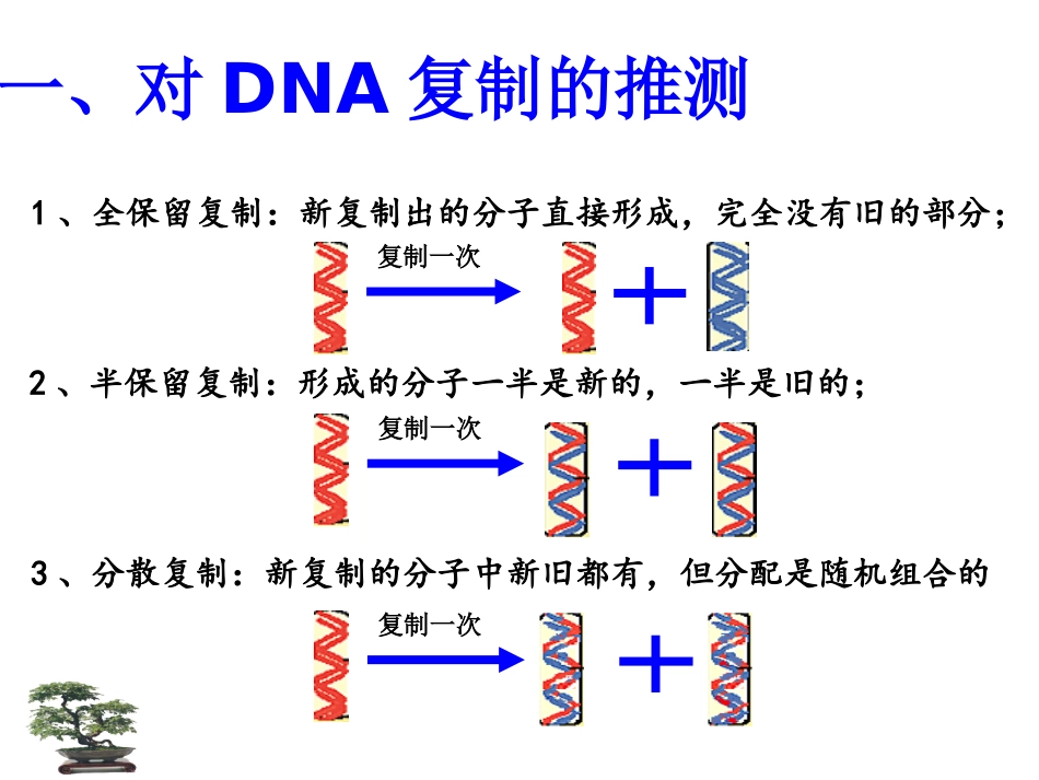 DNA的复制_第3页