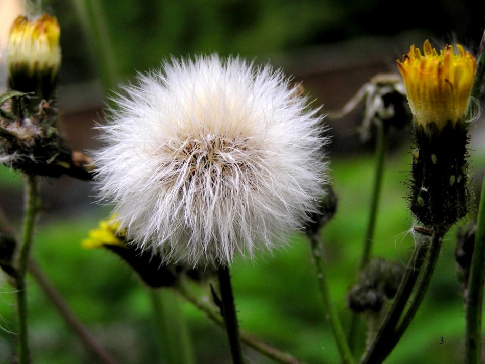 人教版三年级上册语文第二课金色的草地PPT课件_第3页