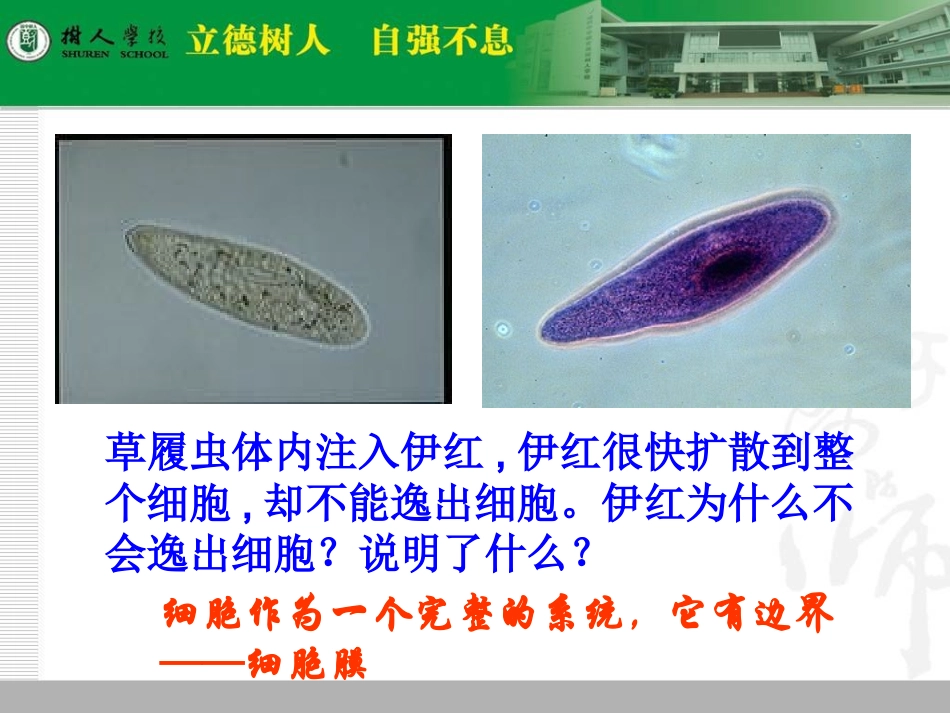 3.1-细胞膜—系统的边_第3页