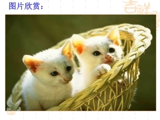 《猫》简单PPT和图片欣赏