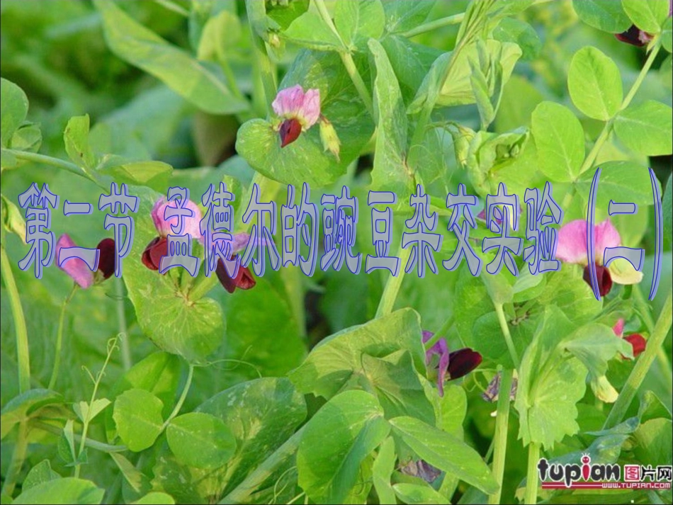 第2节孟德尔的豌豆杂交实验(2)_第1页