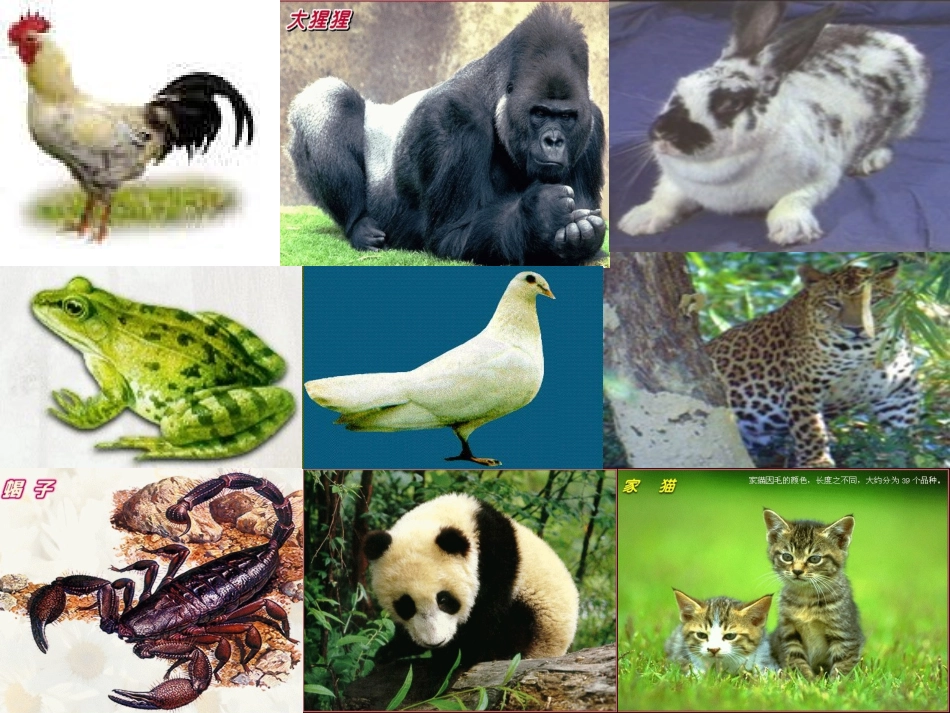 《动物的食性与合理饲养》课件1（15张PPT）（冀教版八年级上）_第1页