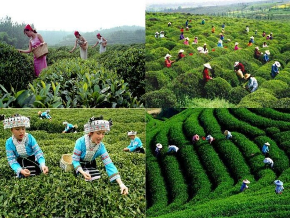 少先队员采茶歌_第3页