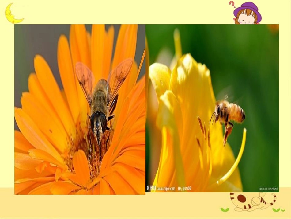 《蜜蜂引路》教学课件 (2)_第3页