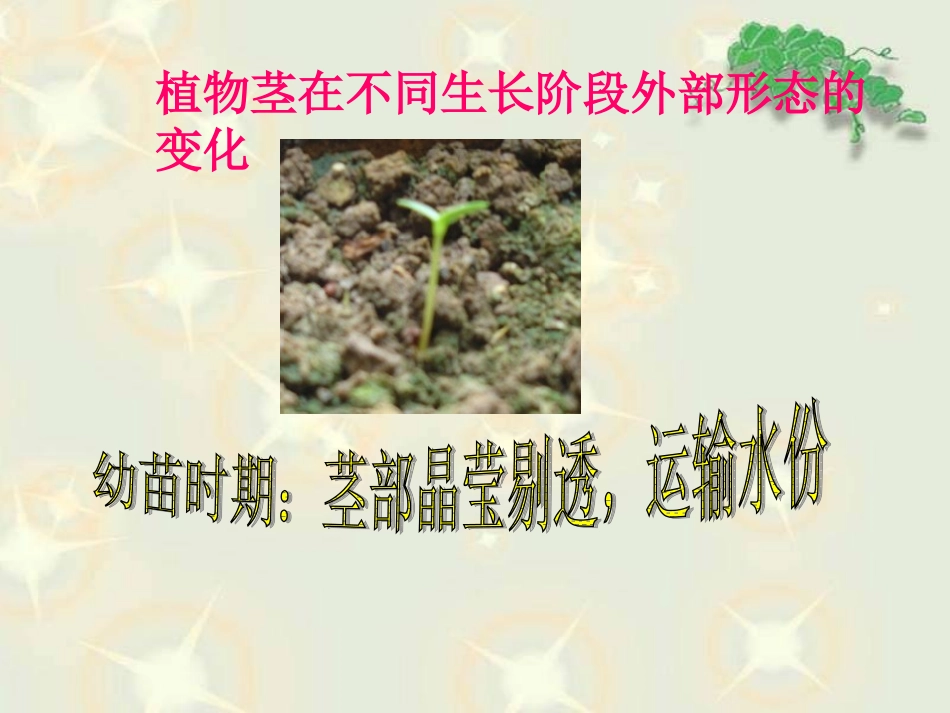 《茎叶的生长》课件_第3页