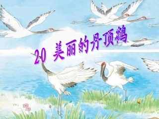 (公开课)美丽的丹顶鹤
