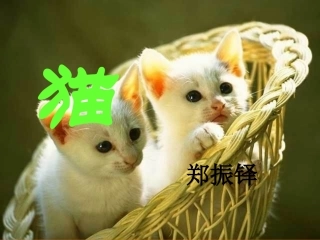《猫》上课用课件