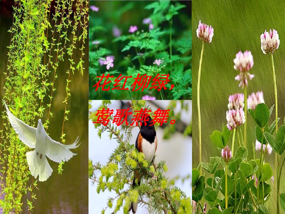 《燕子》课件3(1)_第3页