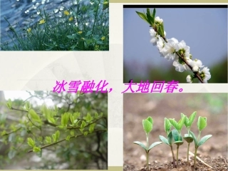 《燕子》课件3(1)