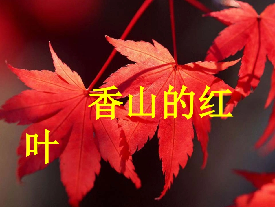 香山的红叶课件_第1页