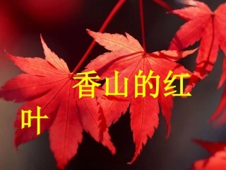 香山的红叶课件