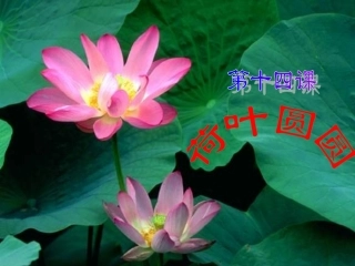 一年级语文下册_荷叶圆圆_PPT课件