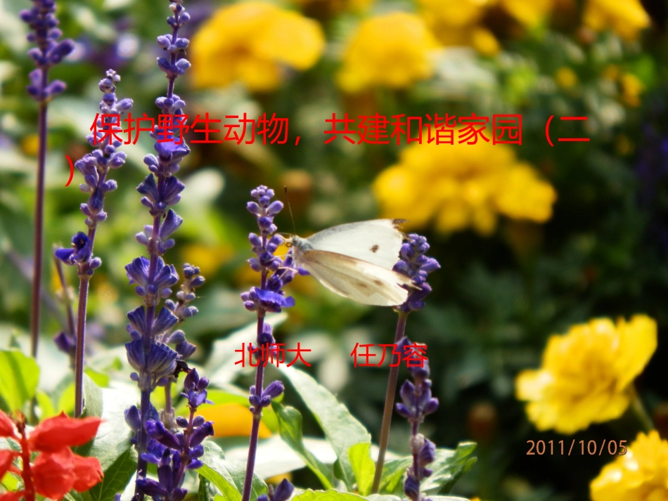 保护野生动物_共建和谐家园(二)_第1页