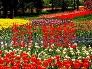 物体的颜色课件