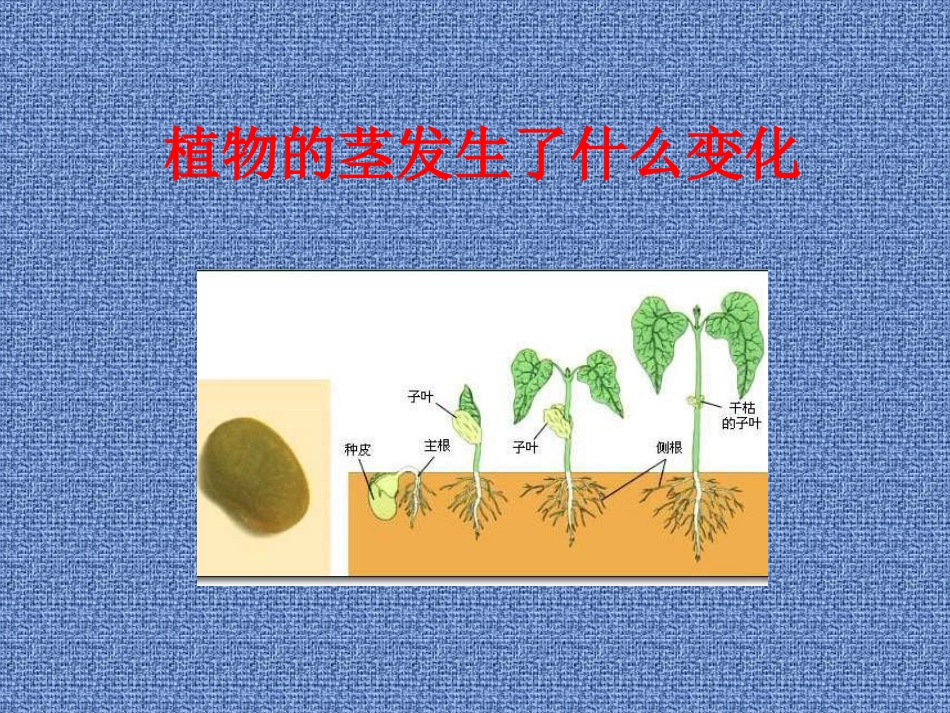 《茎越长越高》课件2_第1页