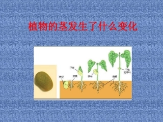 《茎越长越高》课件2