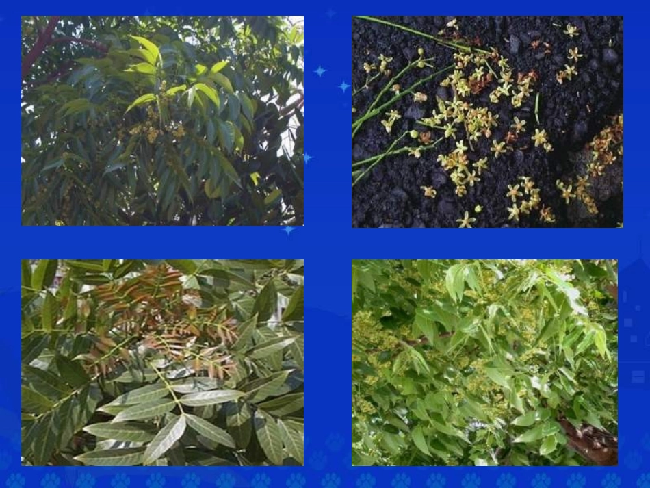 六年级语文桃花心木课件_第3页