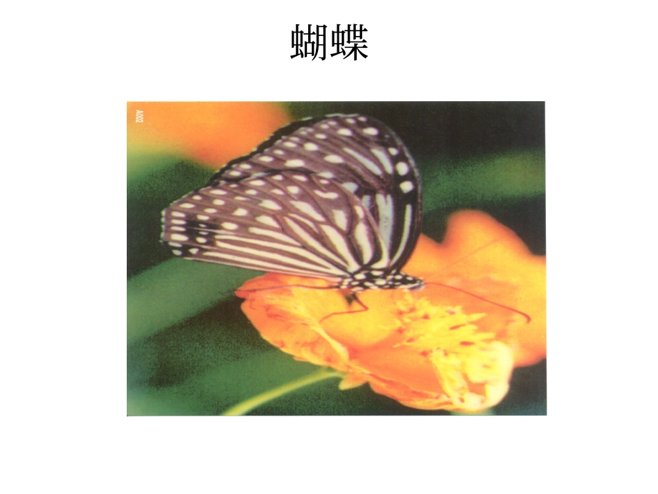 小学自然课程-昆虫_第3页