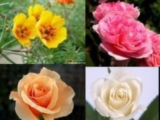 《花钟》PPT课件