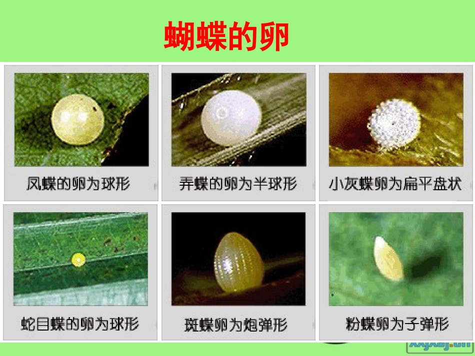 动物的卵课件_第2页