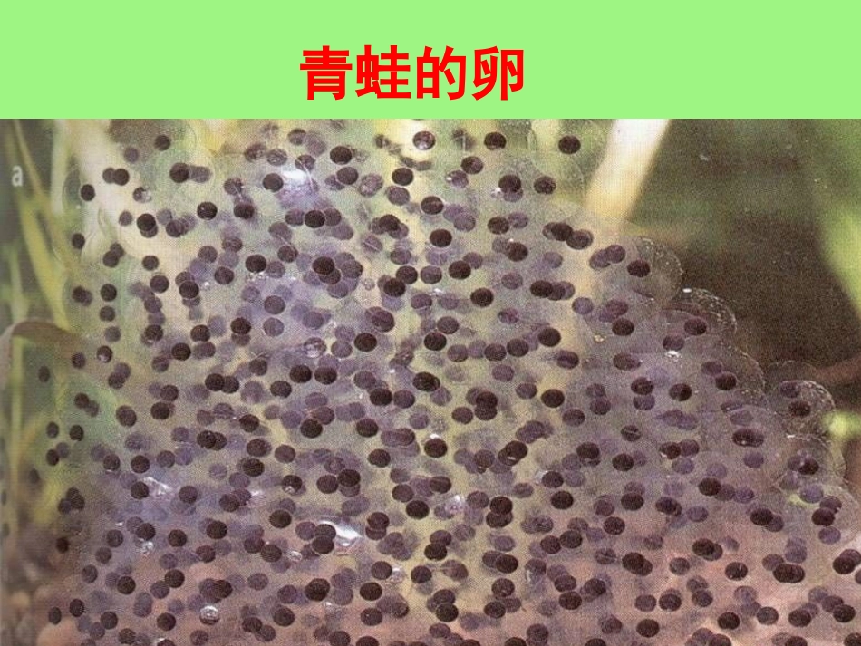 动物的卵课件_第3页