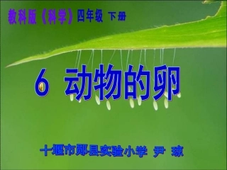 动物的卵课件