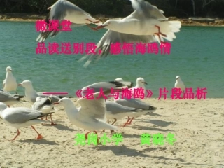 微课老人与海鸥2