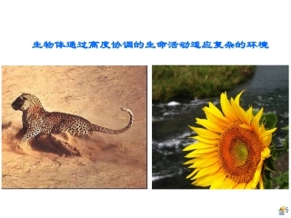 王诣泓市级观摩课件-