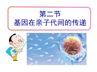 人教版八下第二章第二节基因在亲子代间的传递（共39张PPT）