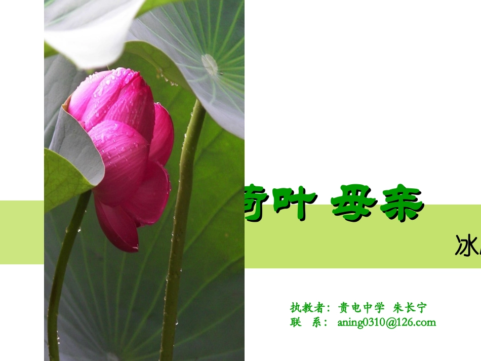 《荷叶母亲》2_第1页