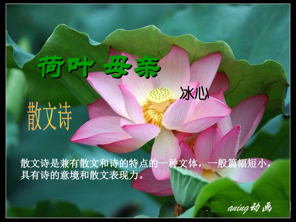 《荷叶母亲》2_第3页