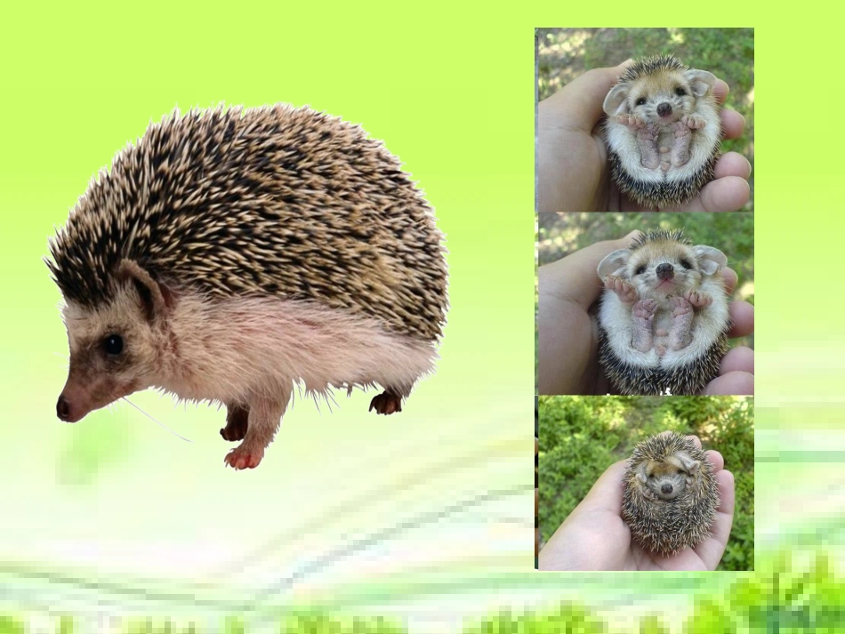 《找刺猬》教学课件_第2页