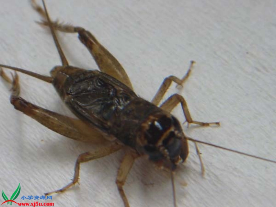 蟋蟀的住宅 (2)_第1页