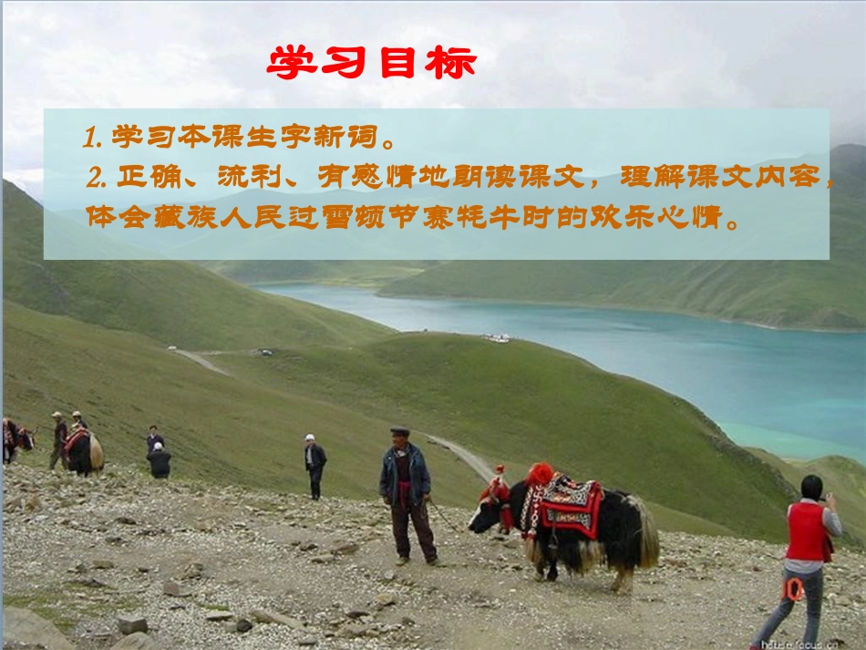 《雪顿节上看赛牛》课件(语文S版三年级下册课件)_第2页