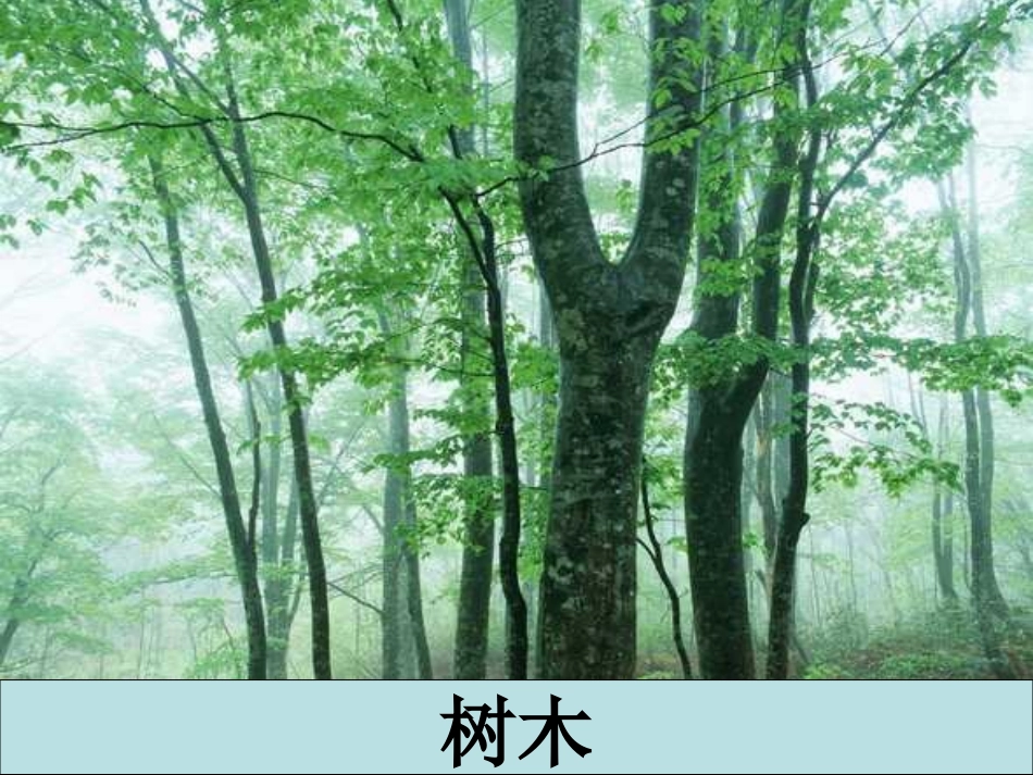 幼儿园中班科学课件：纸的秘密_第3页