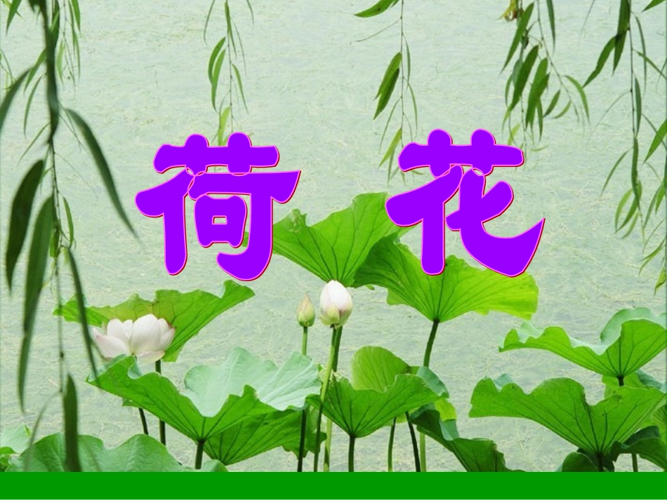 《荷花》PPT之一课件(人教版三年级语文下册课件) (2)_第2页