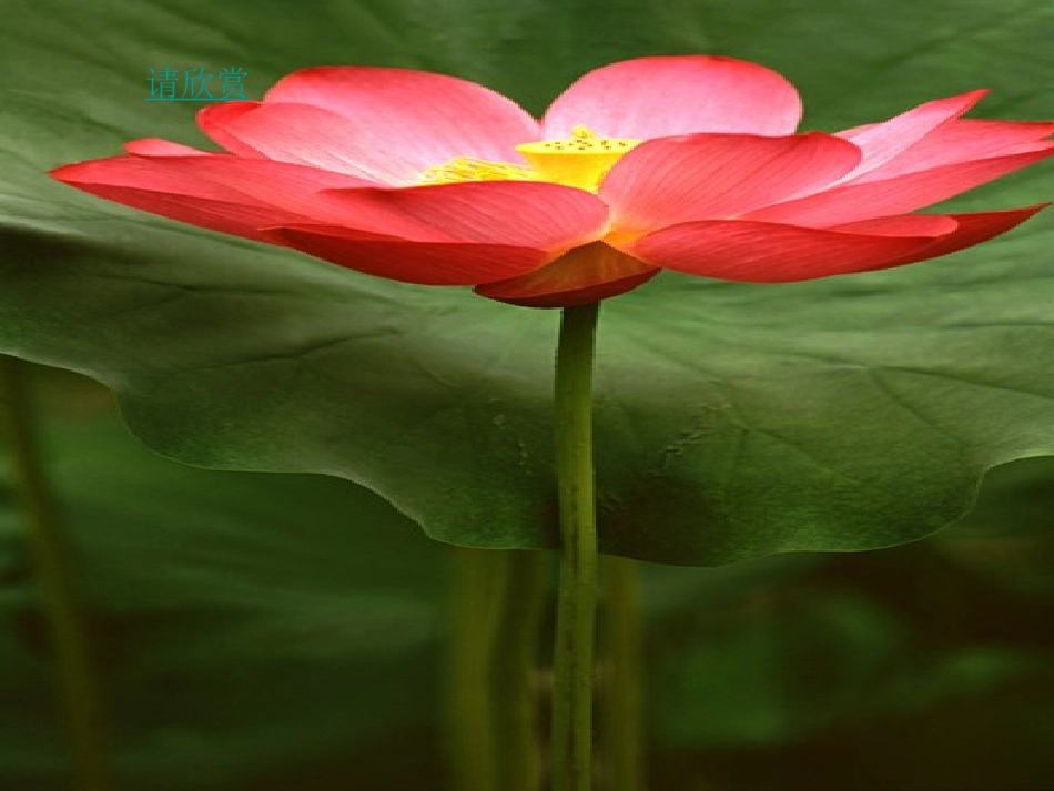 《荷花》PPT之一课件(人教版三年级语文下册课件) (2)_第3页