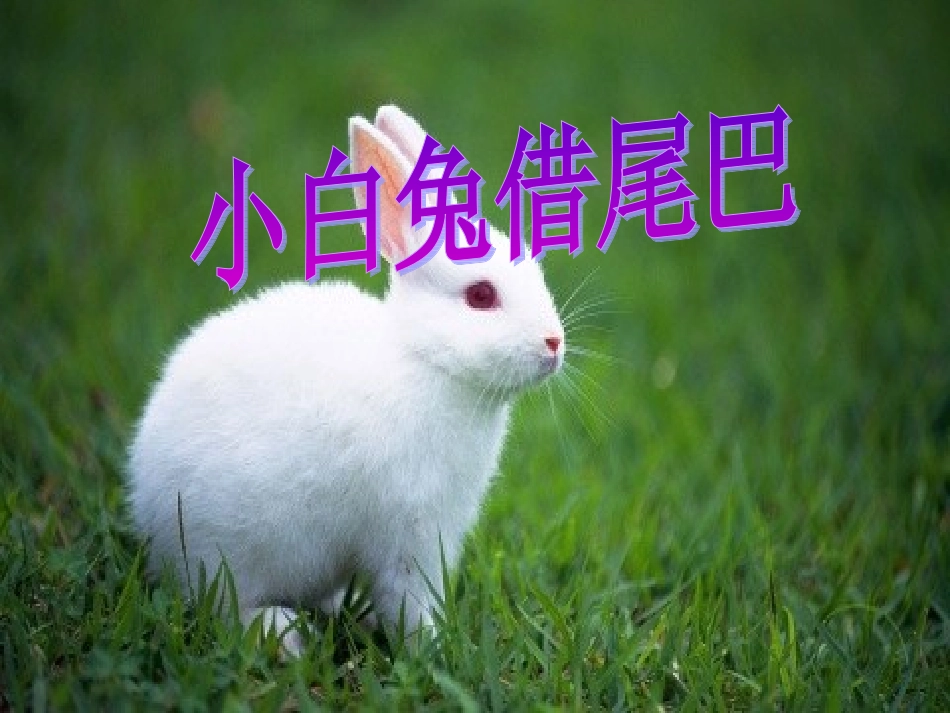 大班语言《小白兔借尾巴》PPT_第2页