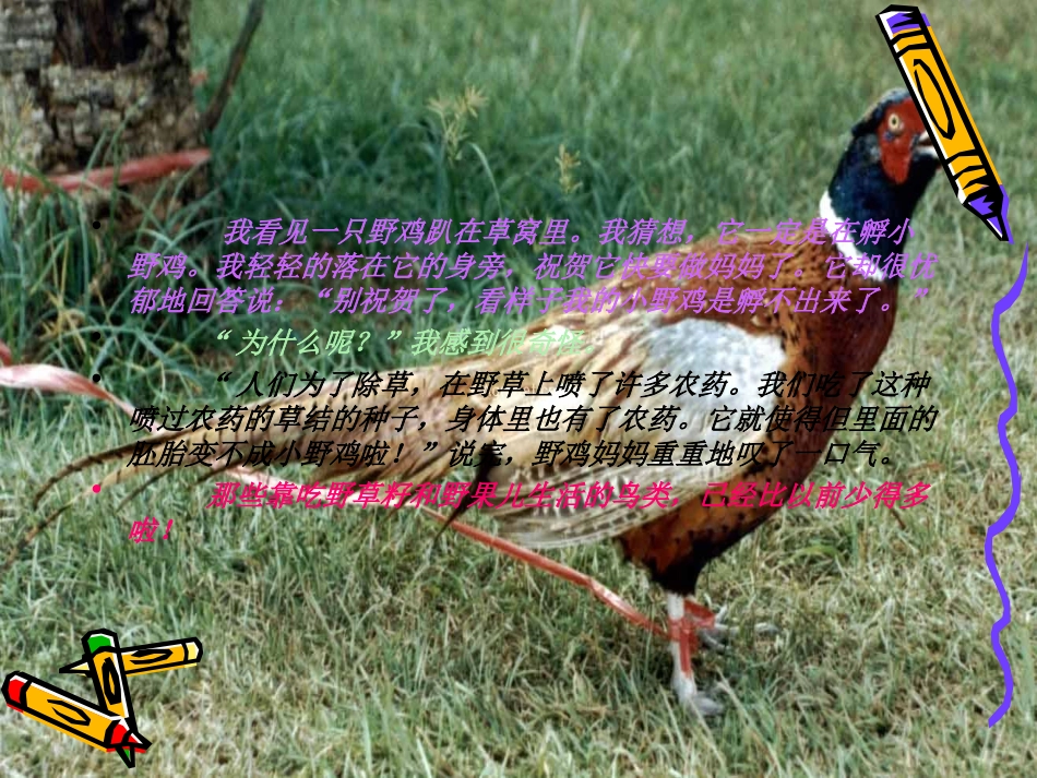 （北师大版）五年级语文课件鸟儿的侦察报告_第3页