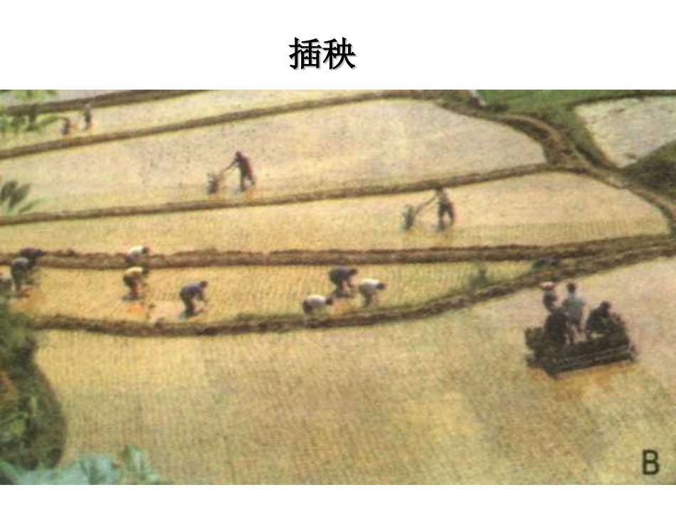 以种植业为主的农业地域类型精品_第3页