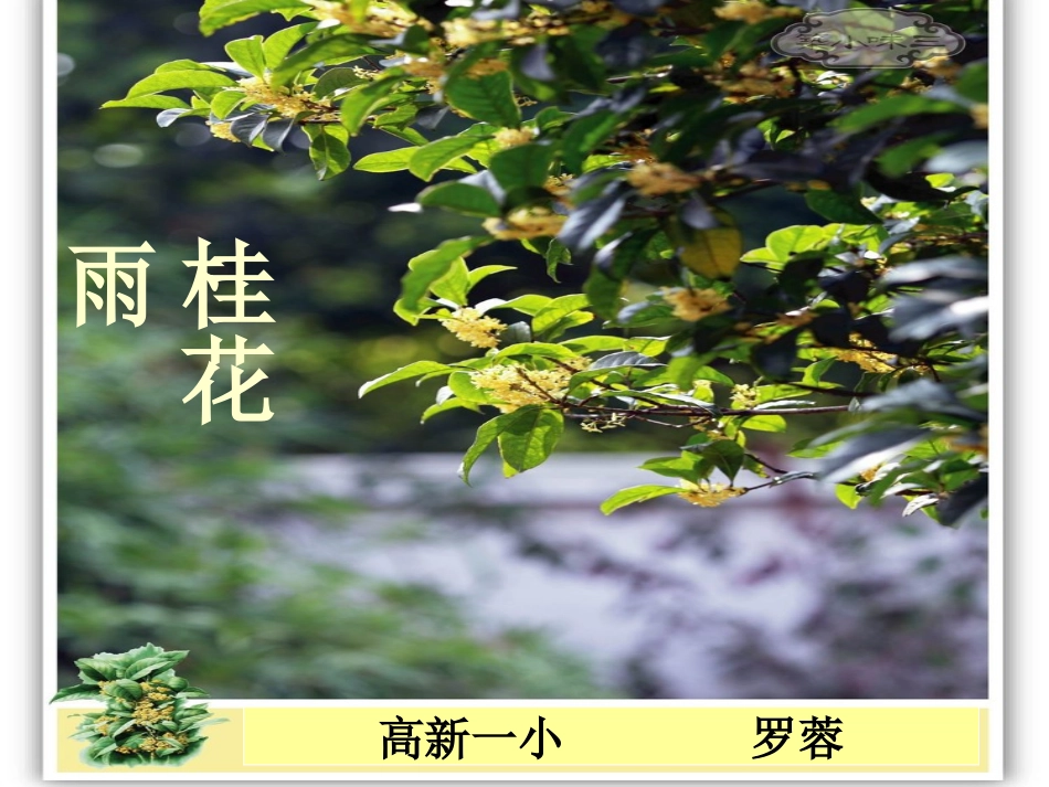 桂花雨PPT（3稿）_第1页