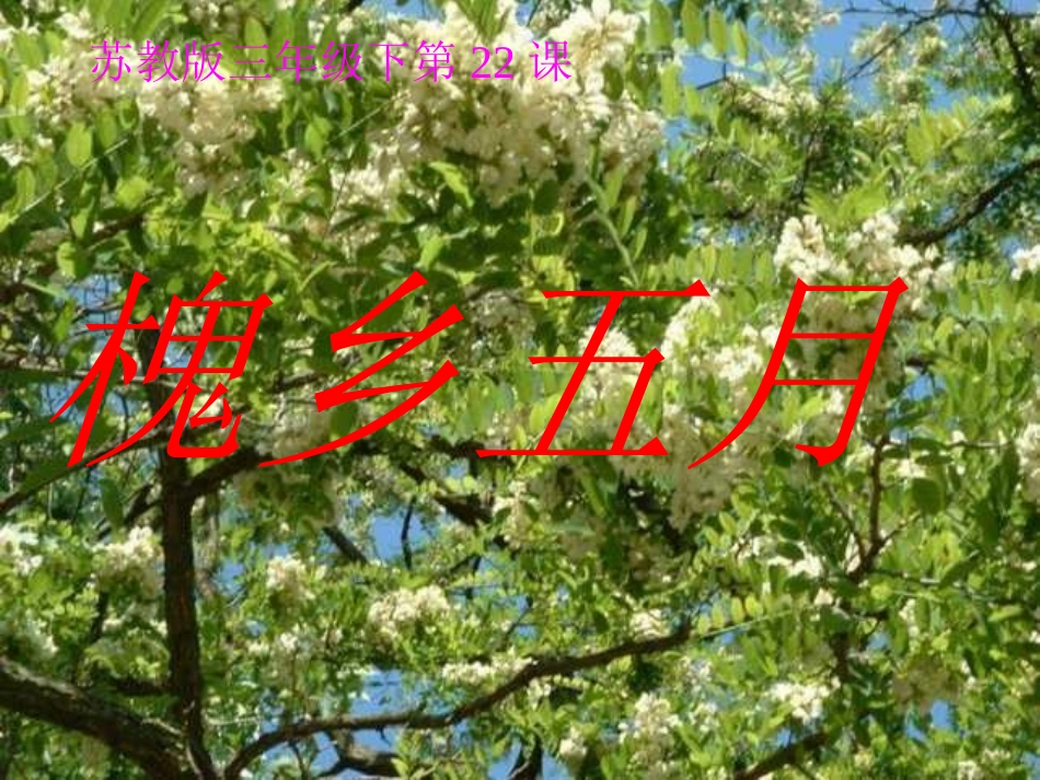 《槐乡五月》[苏教版]_第1页