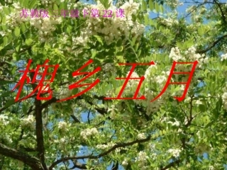 《槐乡五月》[苏教版]