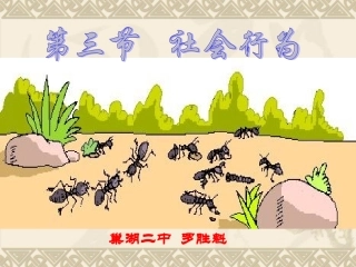社会行为课件