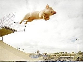 公开课人教版数学三年级上册可能性课件